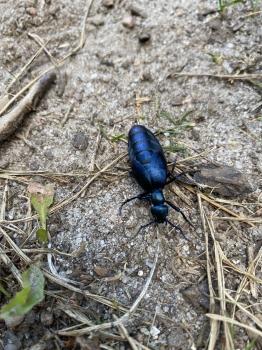 IMG_0575.jpeg