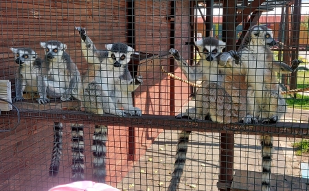 LEMUR PARK :)