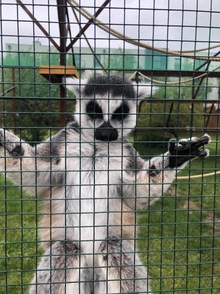 Wycieczka do Lemur Parku