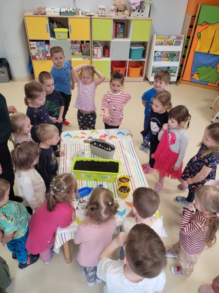 Sianie nasion w Skrzatach.